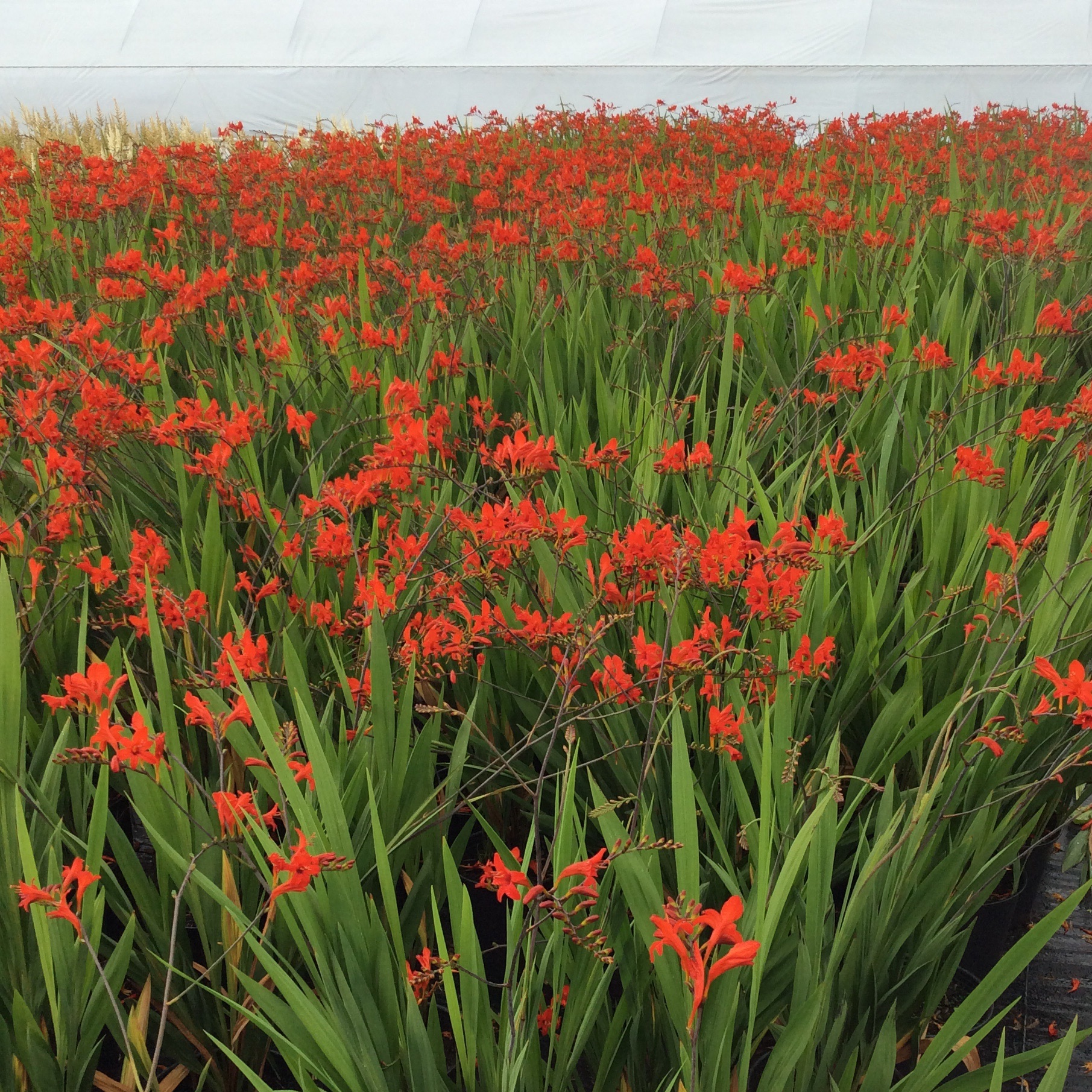 Crocosmia 'Lucifer'