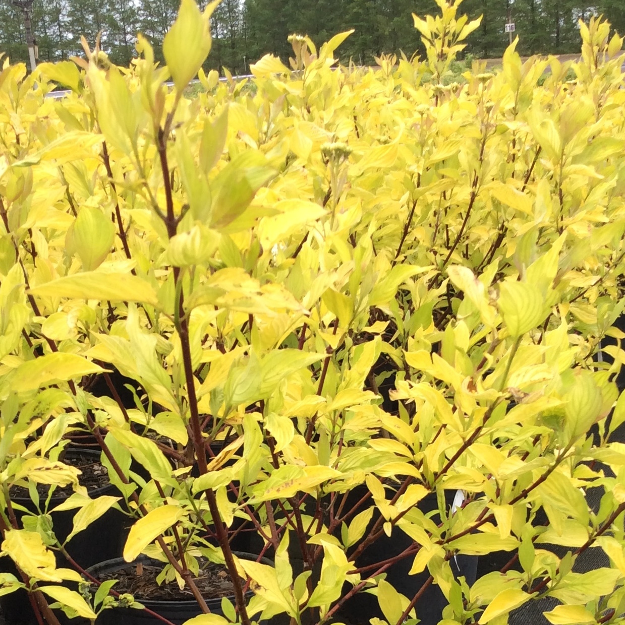 Cornus alba 'Golden Prairie Fire'