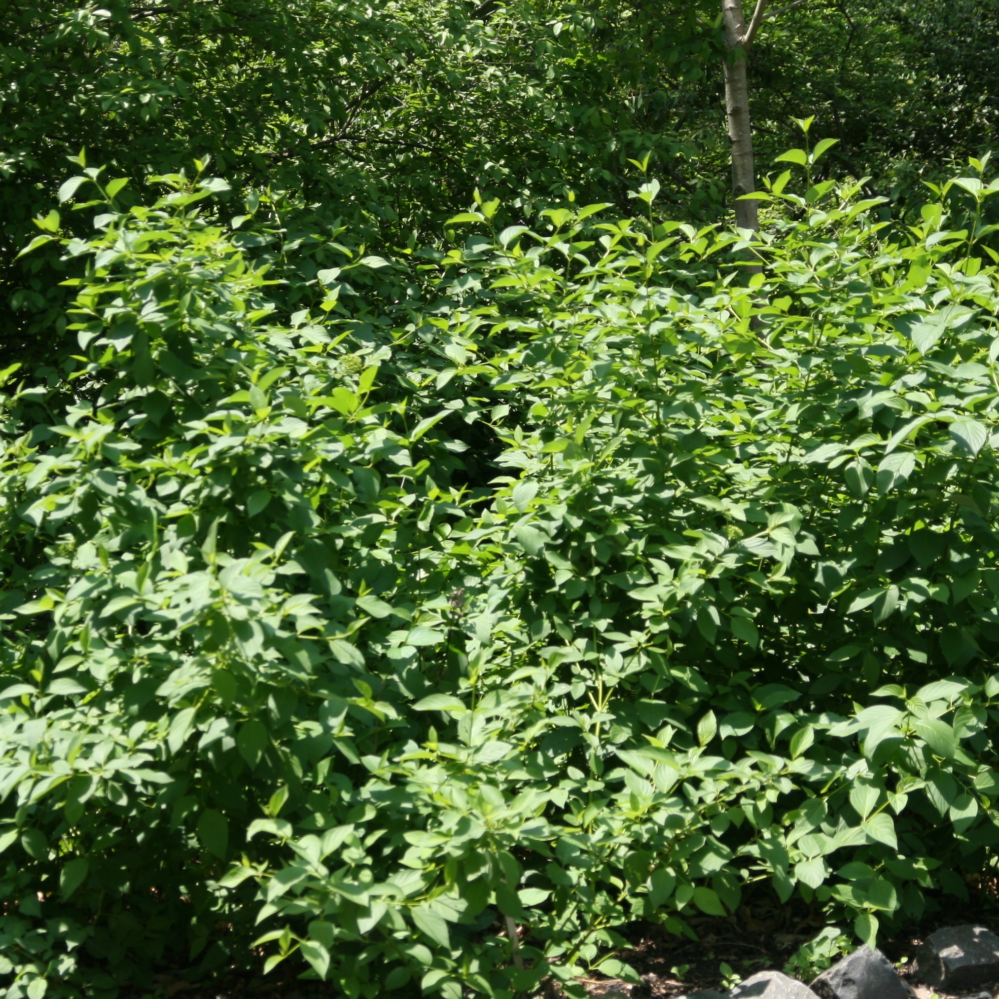 Cornus sericea 'Flaviramea'