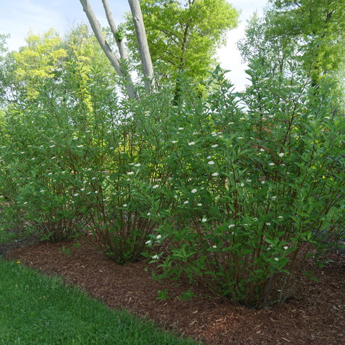 Cornus stolonifera 'Arctic Fire'