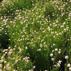 Coreopsis rosea 'American Dream'