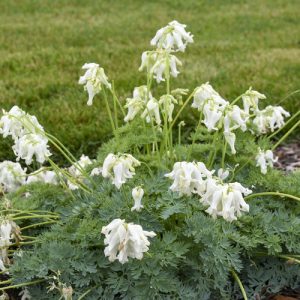 Dicentra 'White Diamonds'