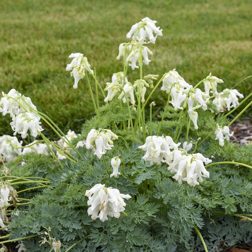 Dicentra 'White Diamonds'