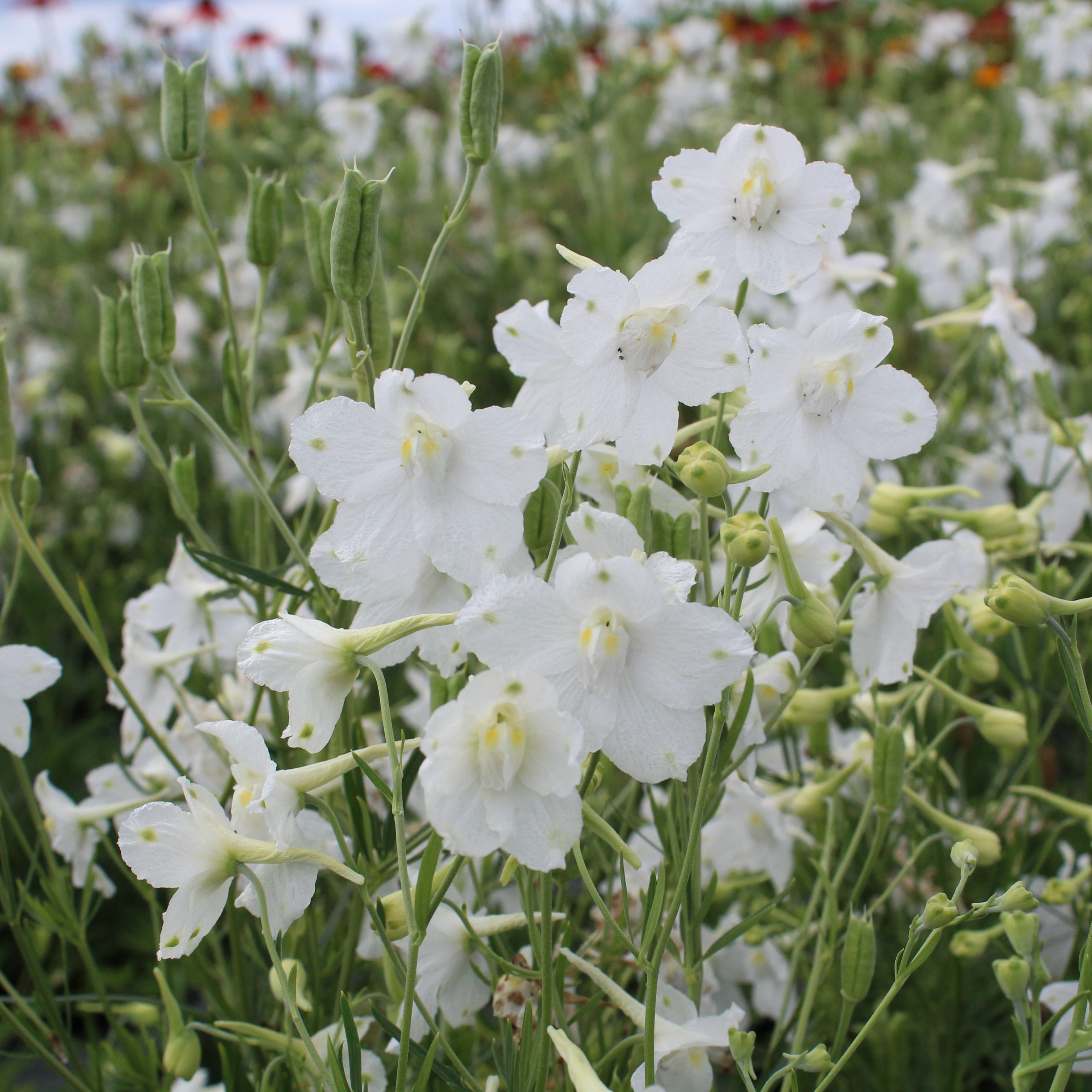 Delphinium grandiflorum 'White Butterfly'