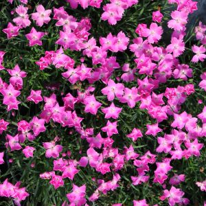 Dianthus 'Kahori'