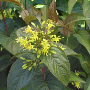 Diervilla lonicera