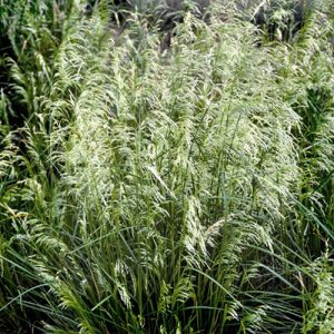 Deschampsia cespitosa 'Pixie Fountain'