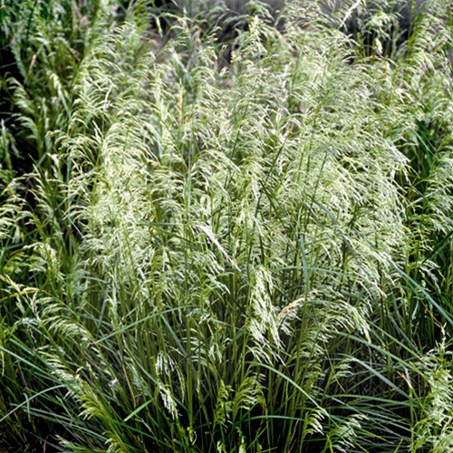 Deschampsia cespitosa 'Pixie Fountain'