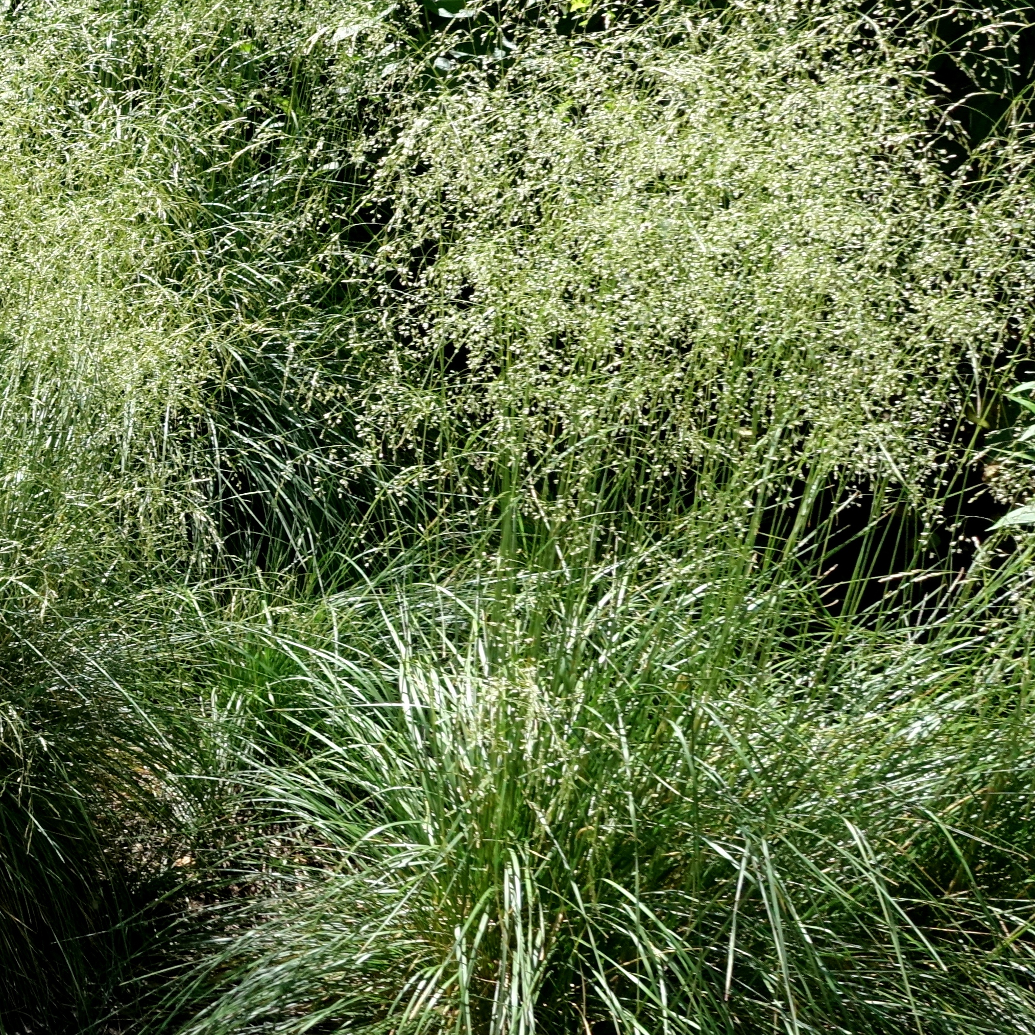 Deschampsia cespitosa 'Schottland'