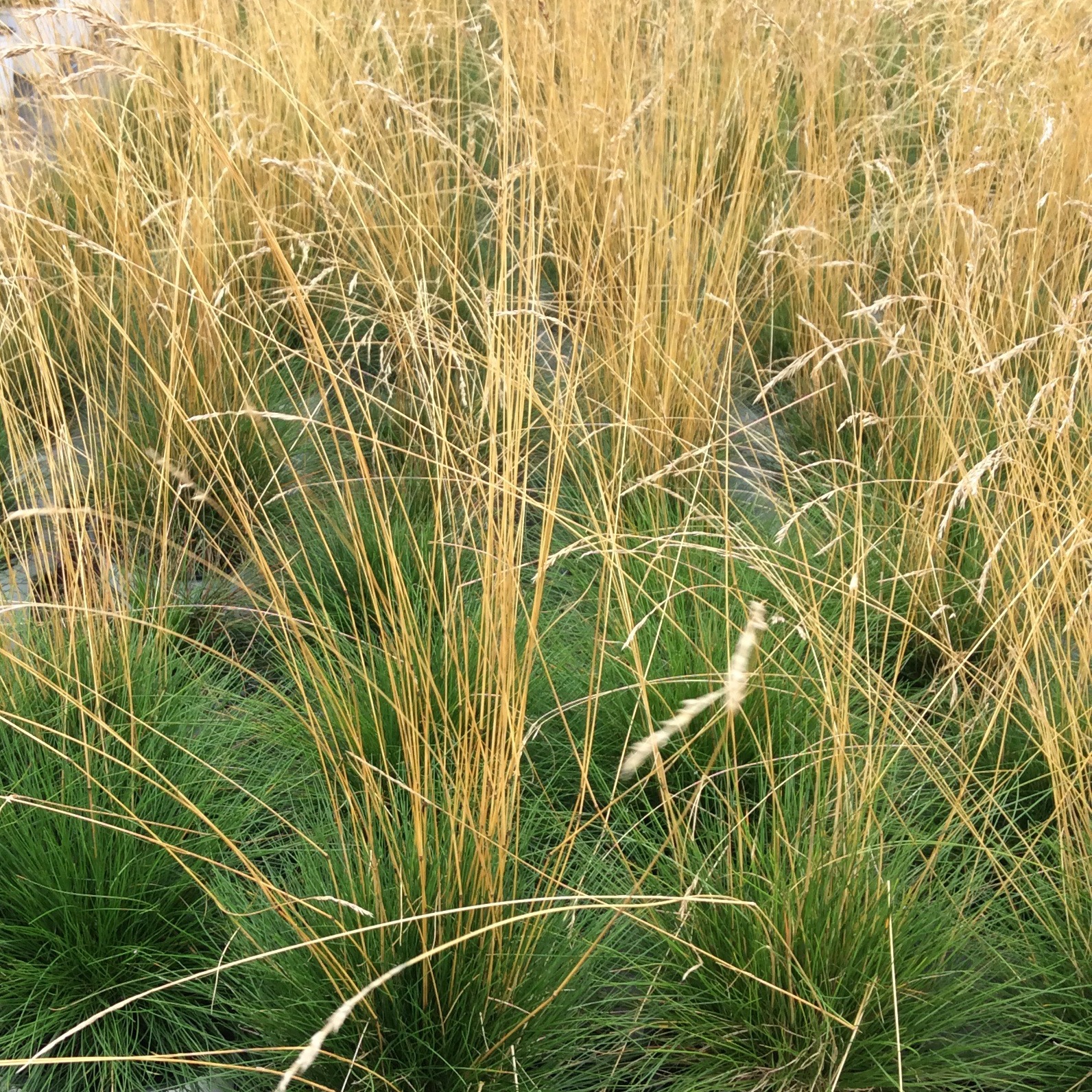 Deschampsia flexuosa