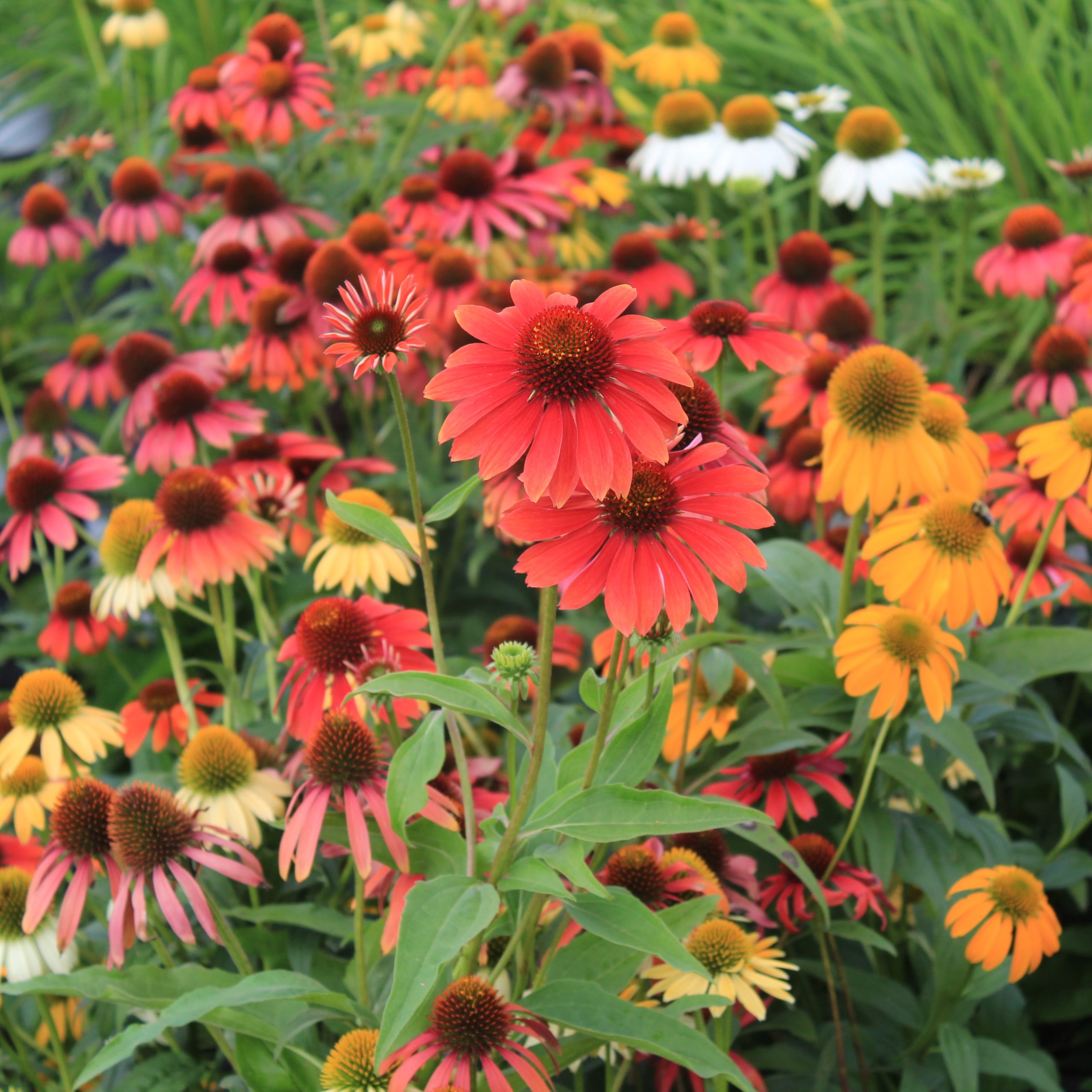 Echinacea 'Cheyenne Spirit'