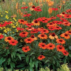 Echinacea 'Kismet Orange'