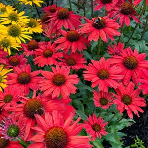 Echinacea 'Kismet Red'