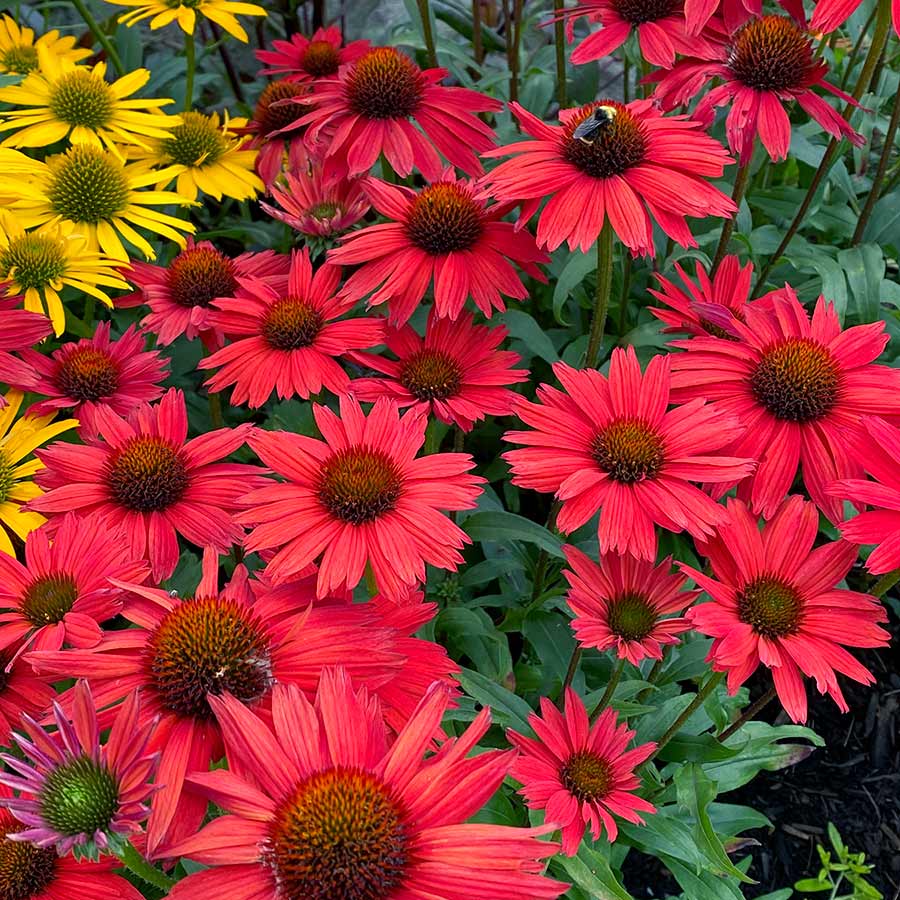 Echinacea 'Kismet Red'