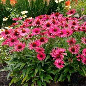 Echinacea 'Kismet Raspberry'