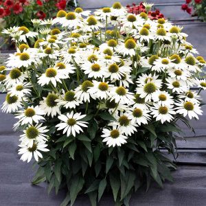 Echinacea 'Kismet White'