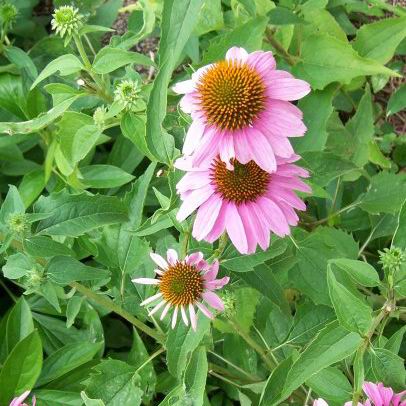 Echinacea purpurea 'Baby Swan Pink'