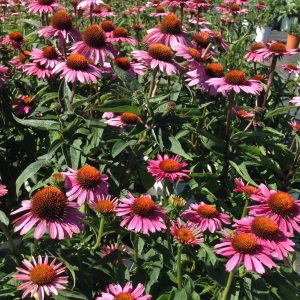 Echinacea purpurea 'Magnus Superior'