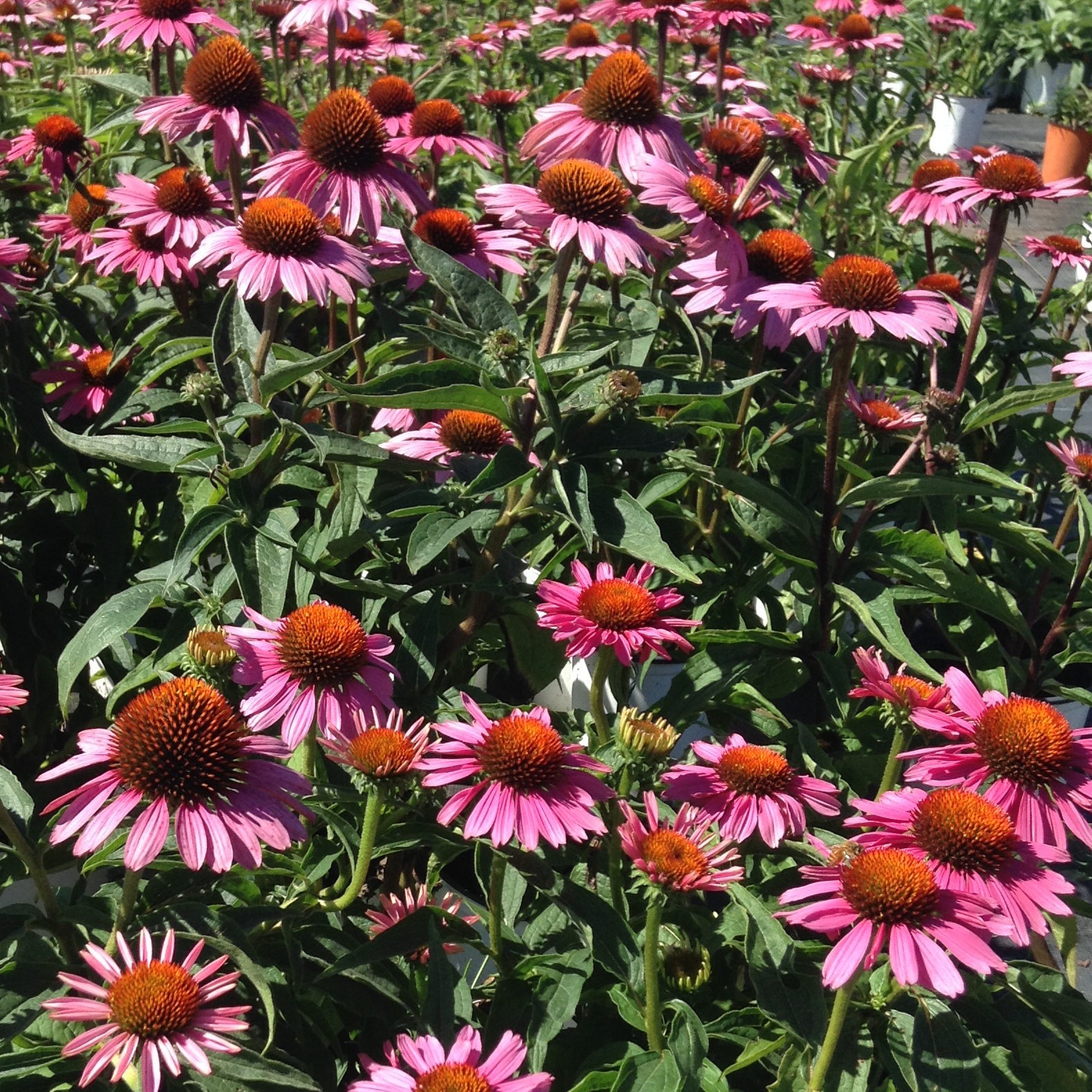 Echinacea purpurea 'Magnus Superior'