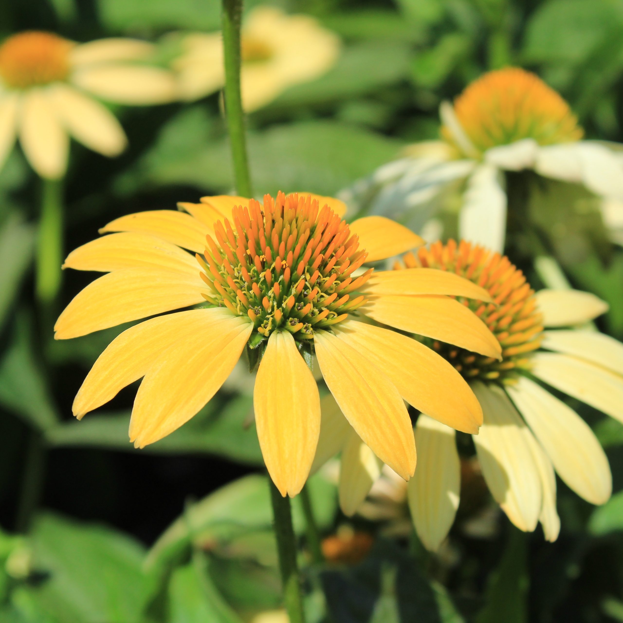 Echinacea purpurea 'Mellow Yellows'