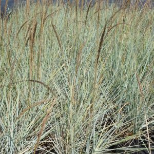 Elymus arenarius