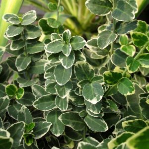 Euonymus fortunei 'Emerald Gaiety'