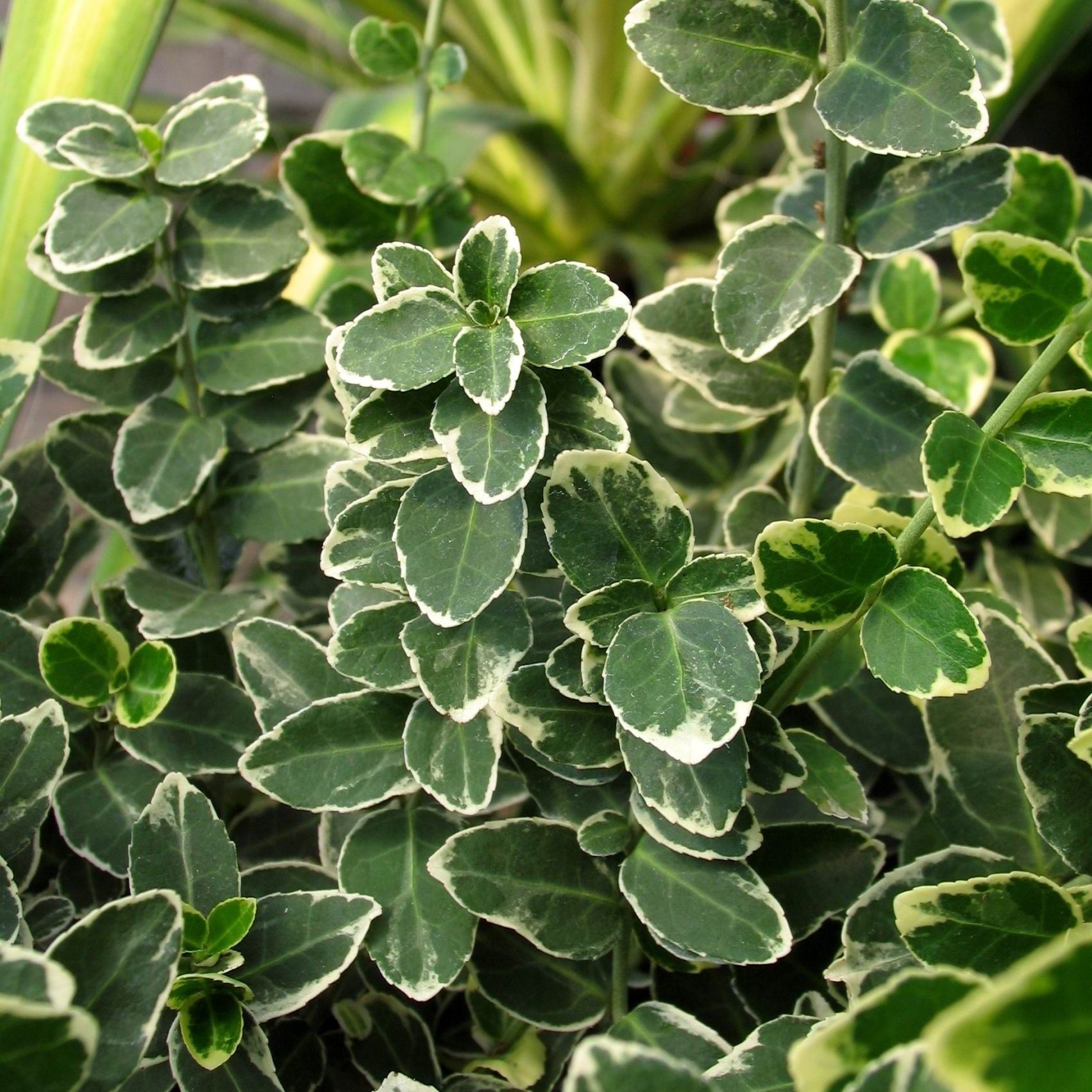 Euonymus fortunei 'Emerald Gaiety'