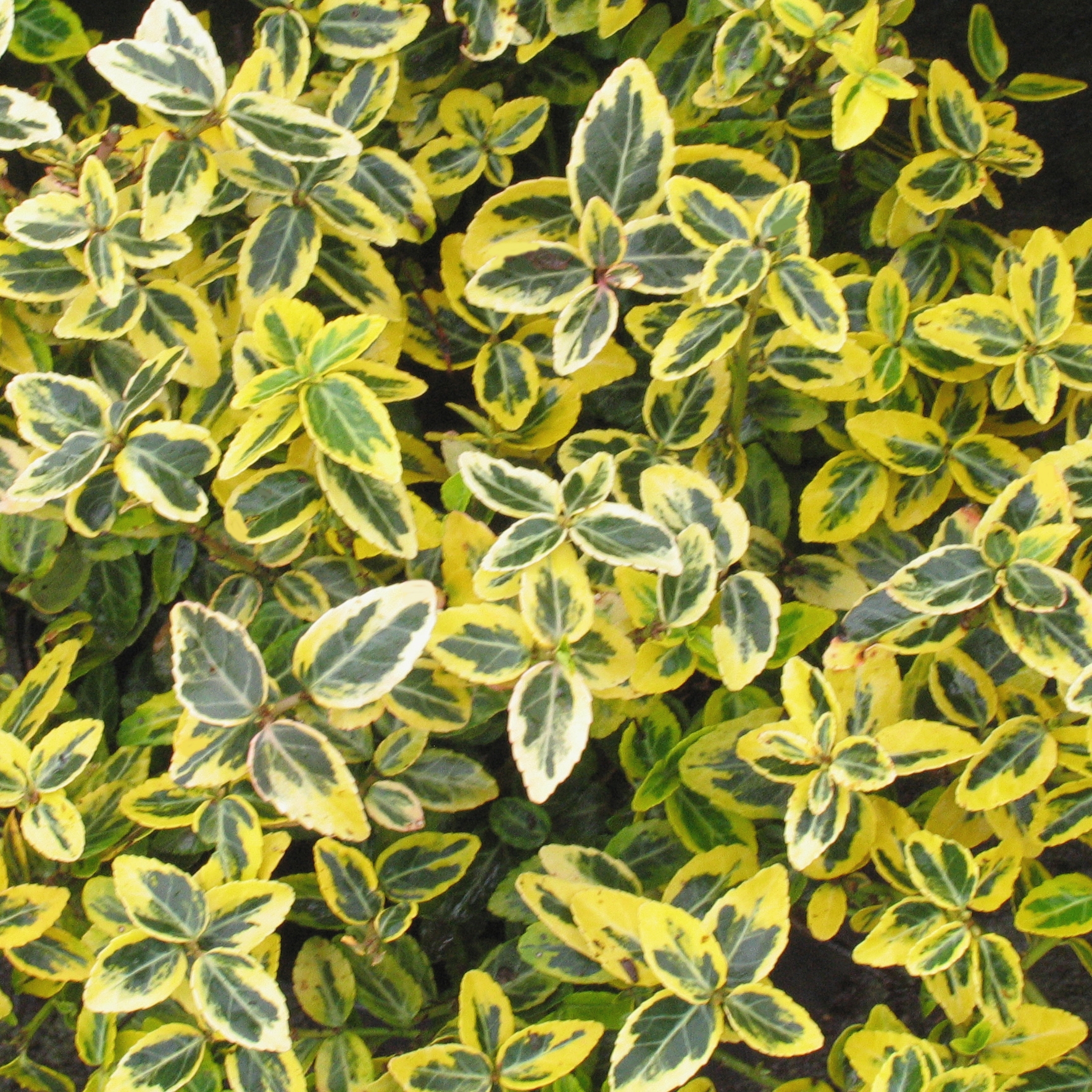 Euonymus fortunei 'Emerald Gold'