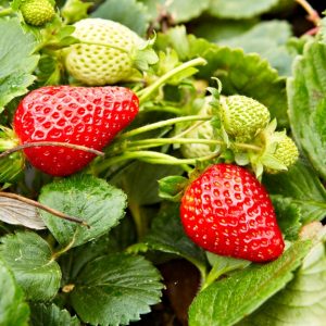 Fragaria 'Albion'