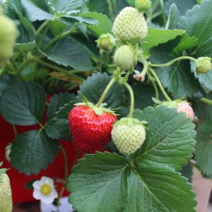 Fragaria 'Delizz'