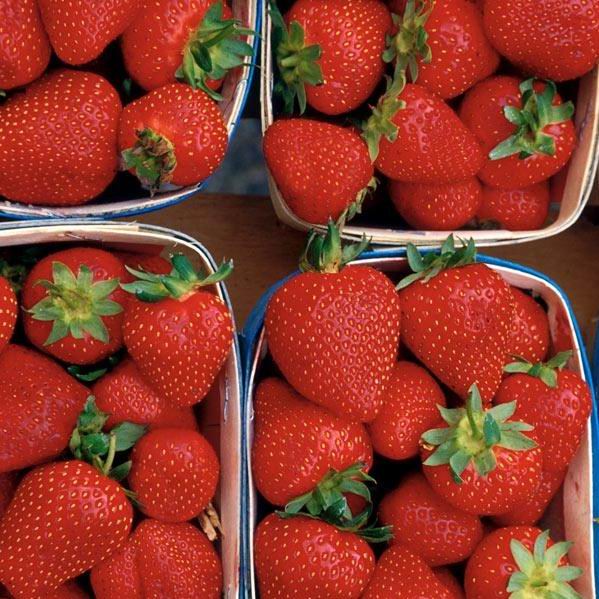 Fragaria 'Jewell'