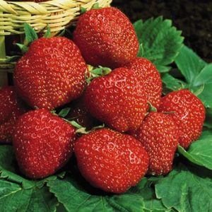 Fragaria 'Kent'