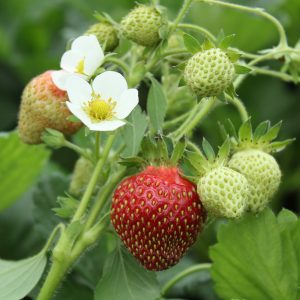 Fragaria 'Profruit Quatre Saisons'