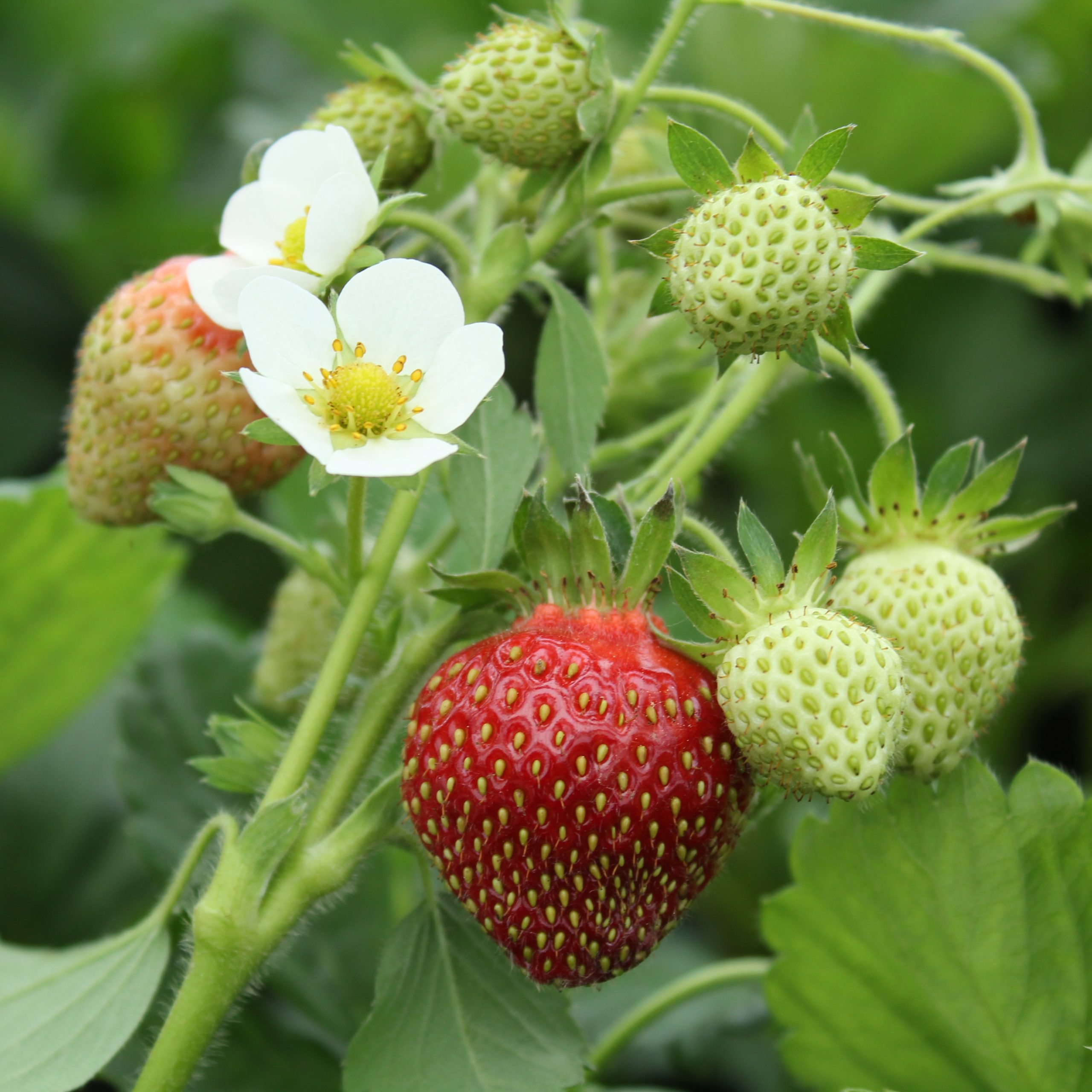 Fragaria 'Profruit Quatre Saisons'
