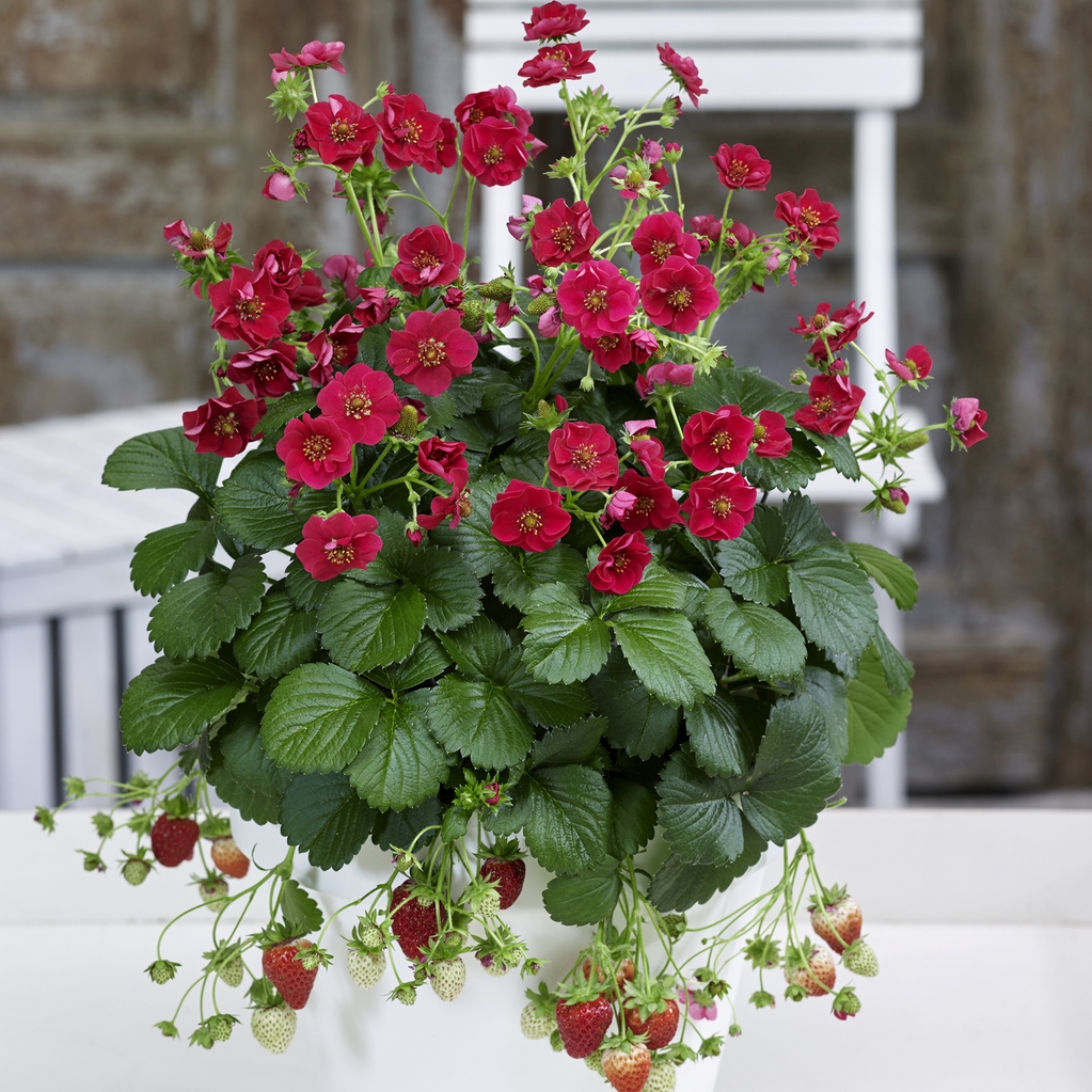 Fragaria 'Summer Breeze Rose'