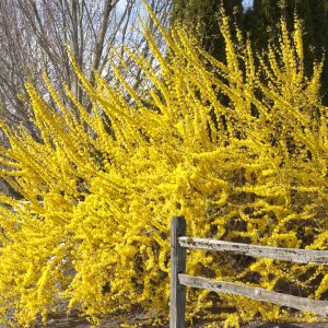 Forsythia intermedia 'Spring Glory'