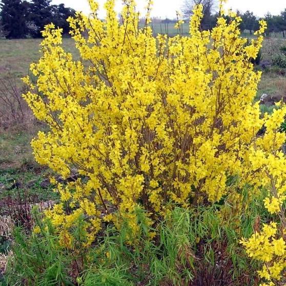 Forsythia 'Week End'