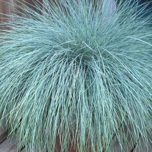 Festuca glauca 'Beyond Blue'