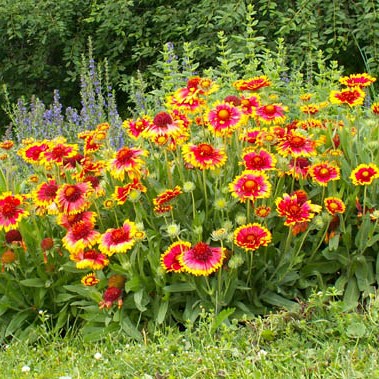 Gaillardia aristata 'Kobold'