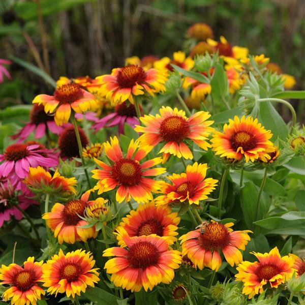 Gaillardia aristata 'Mesa Bright Bicolor'