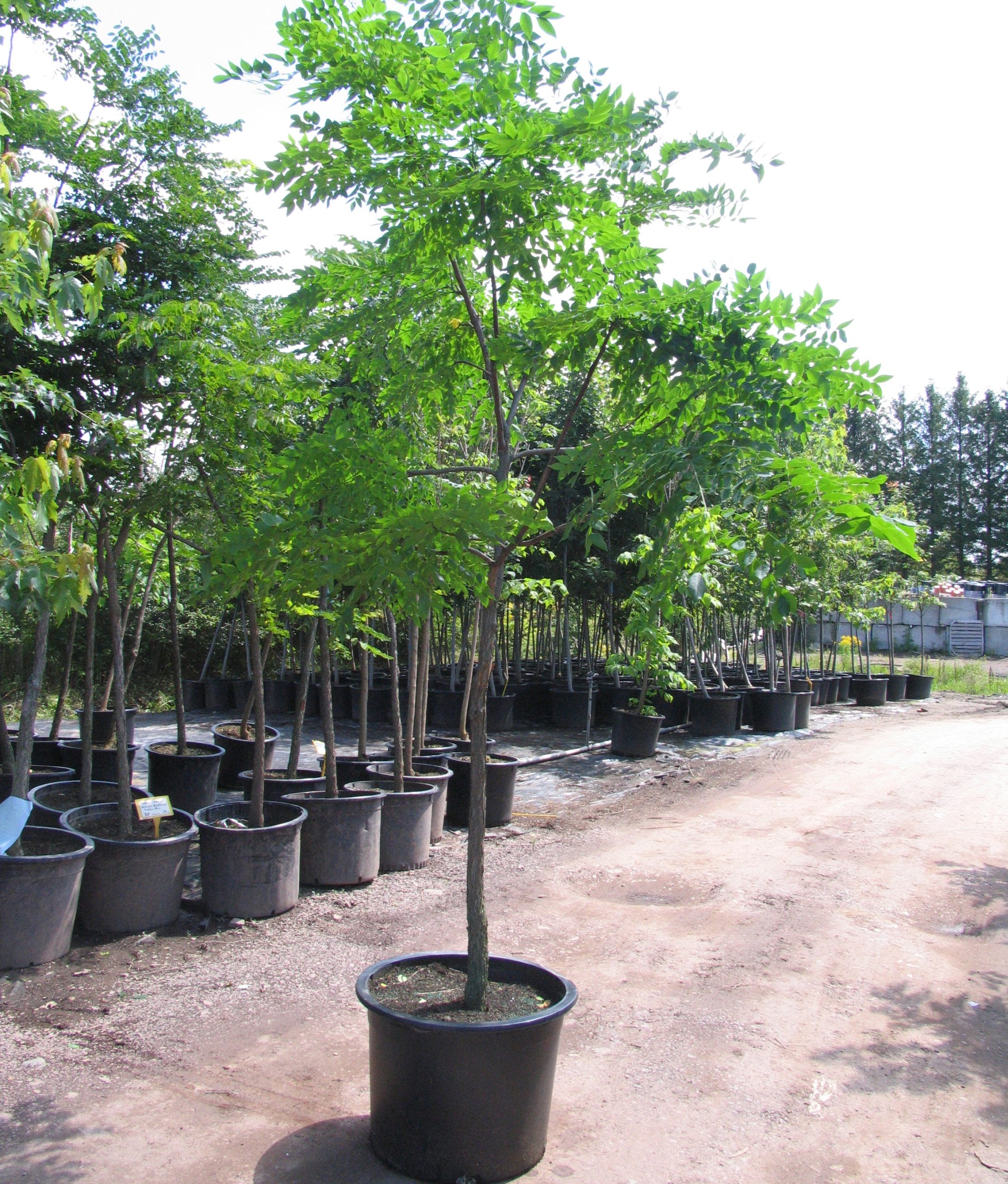 Gymnocladus dioicus