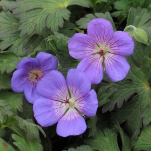 Geranium robustum 'Rozanne'