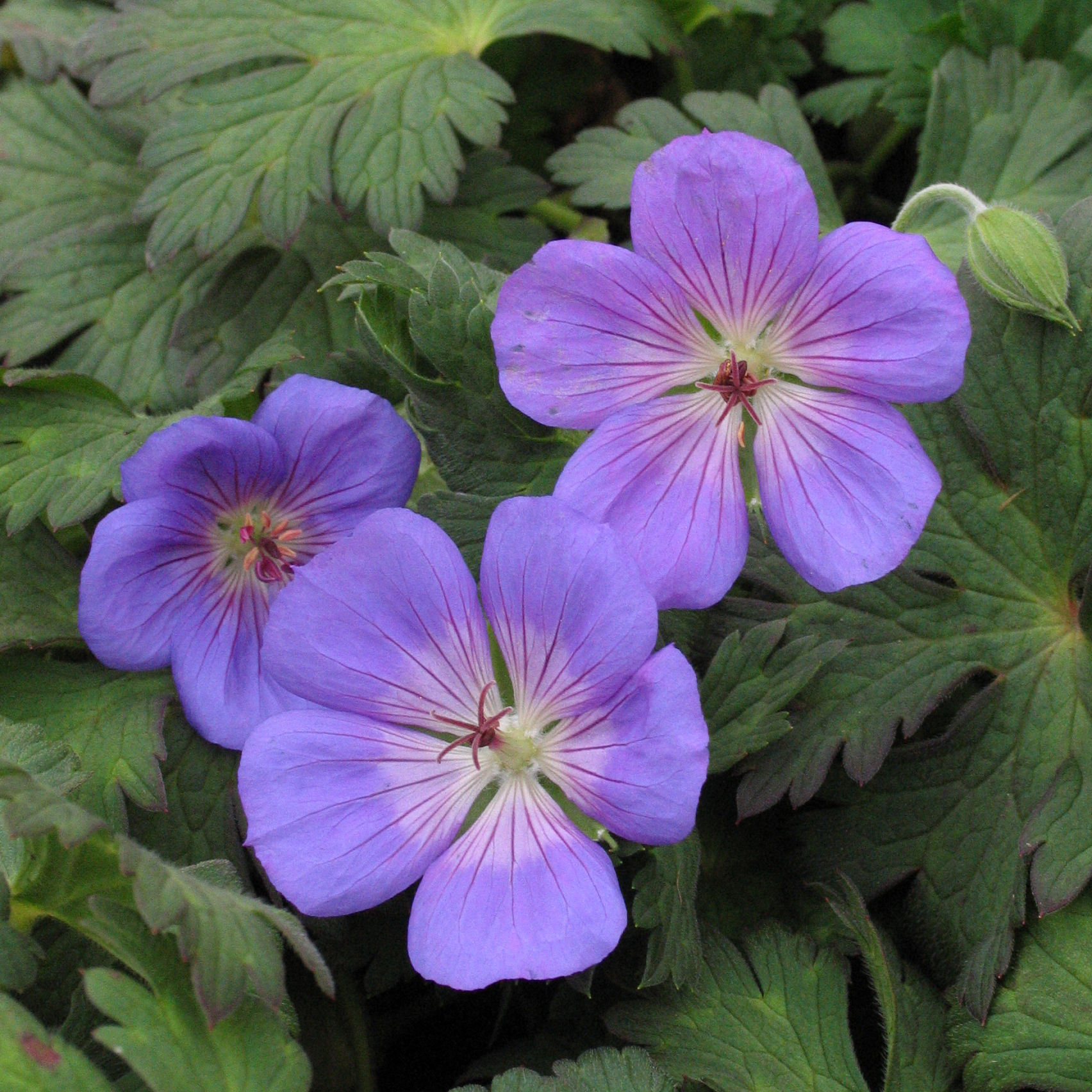 Geranium robustum 'Rozanne'