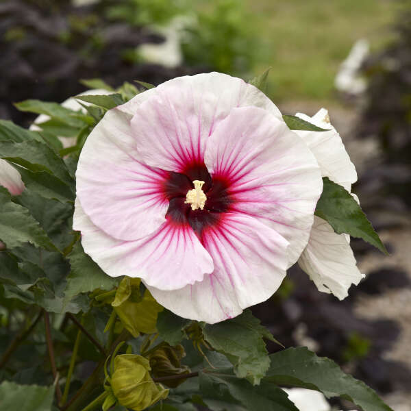 Hibiscus 'Angel Eyes'