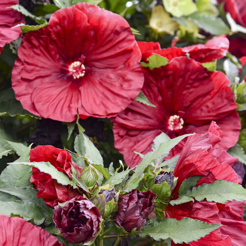 Hibiscus 'Blackberry Merlot'