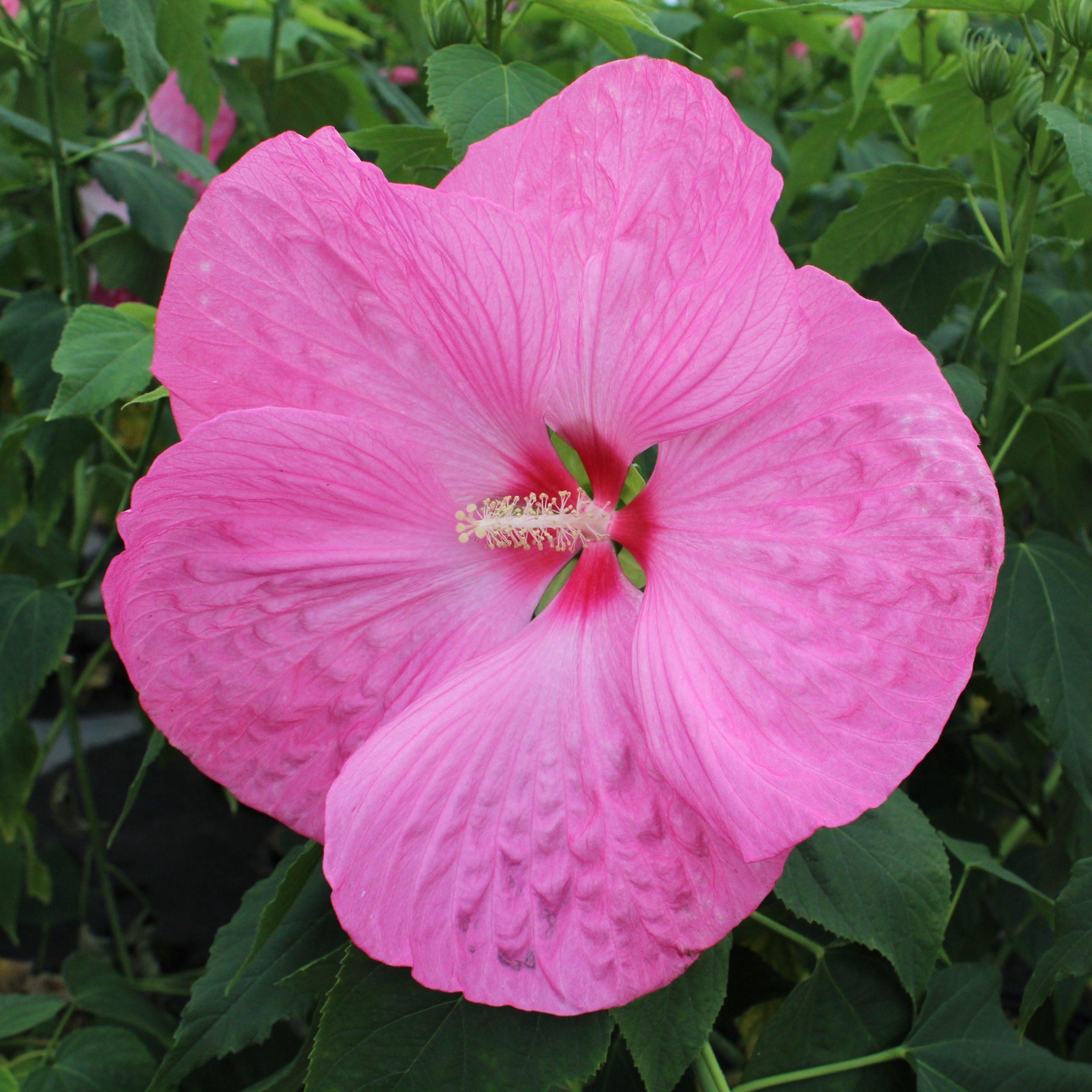 Hibiscus moscheutos 'Pink Elephant'