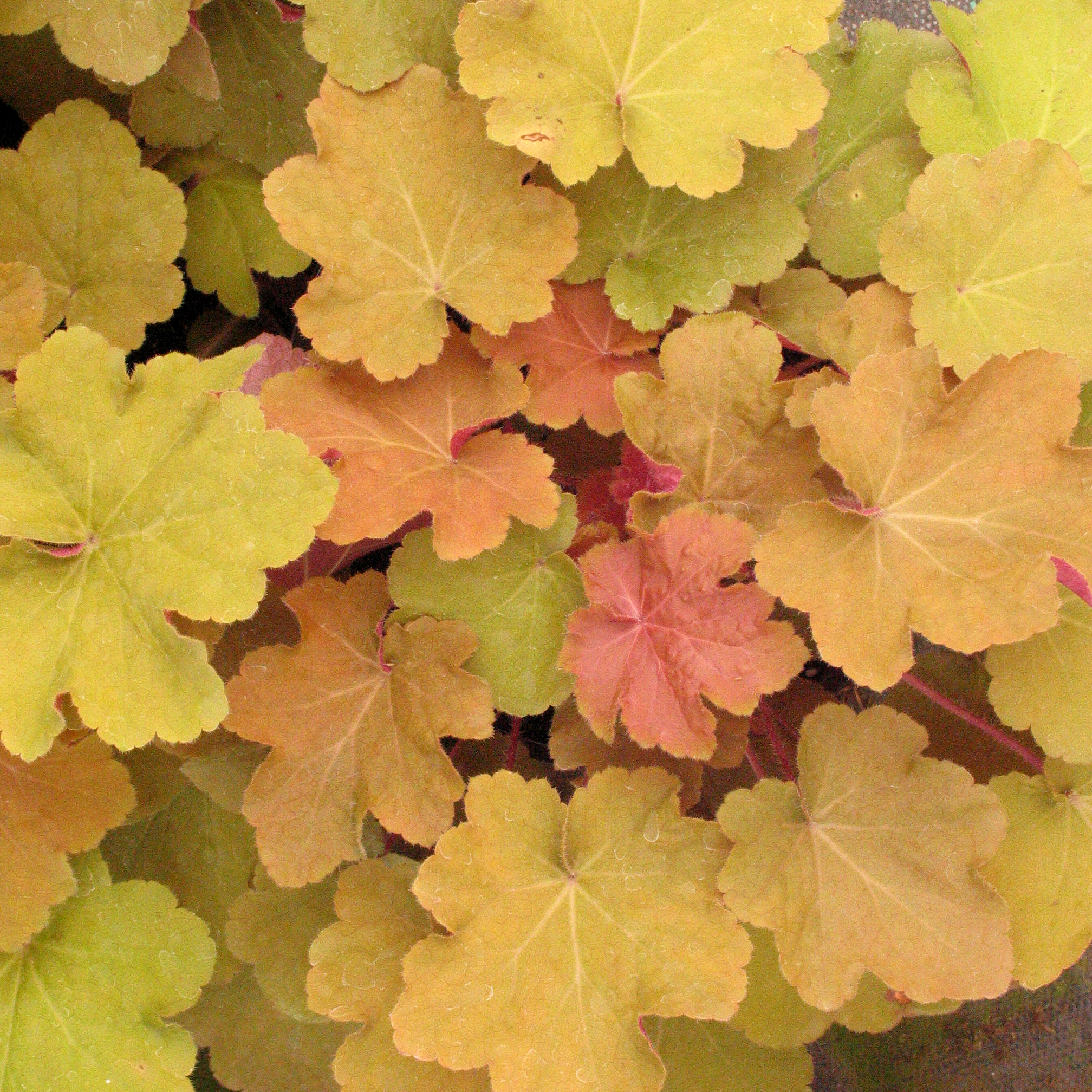 Heuchera 'Caramel'