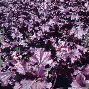Heuchera 'Forever Purple'