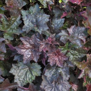 Heuchera micrantha 'Palace Purple'