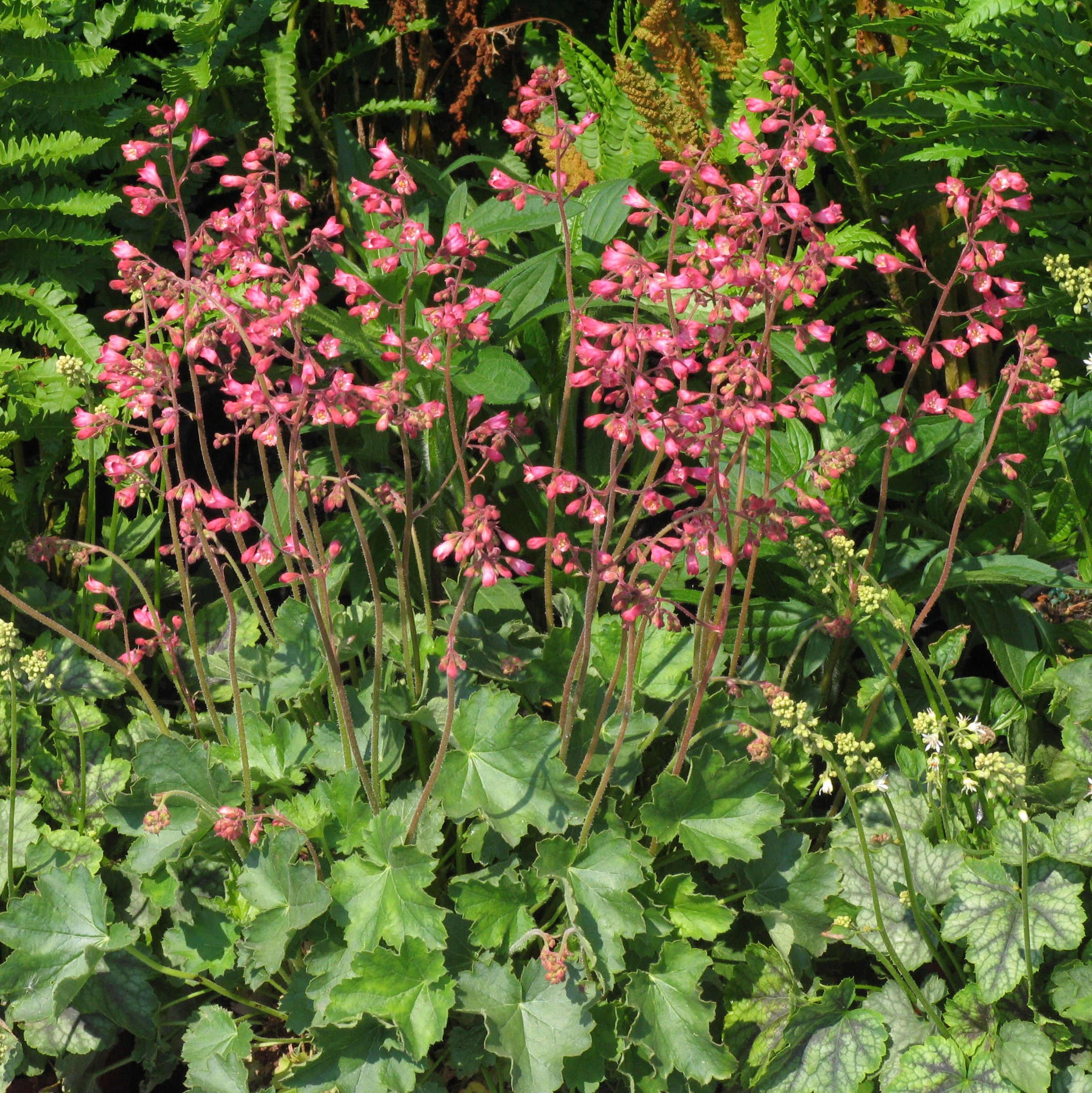 Heuchera sanguinea 'Firefly'